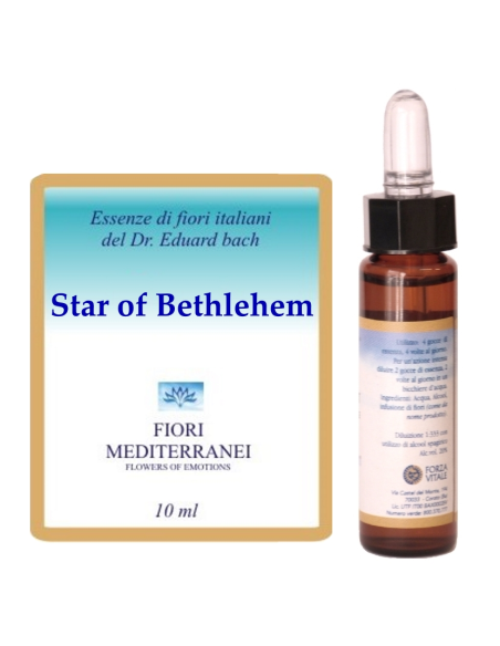 Star of bethlehm - 25% di SCONTO sul primo acquisto