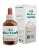 LES  FRAXINUS  EXCELSIOR
